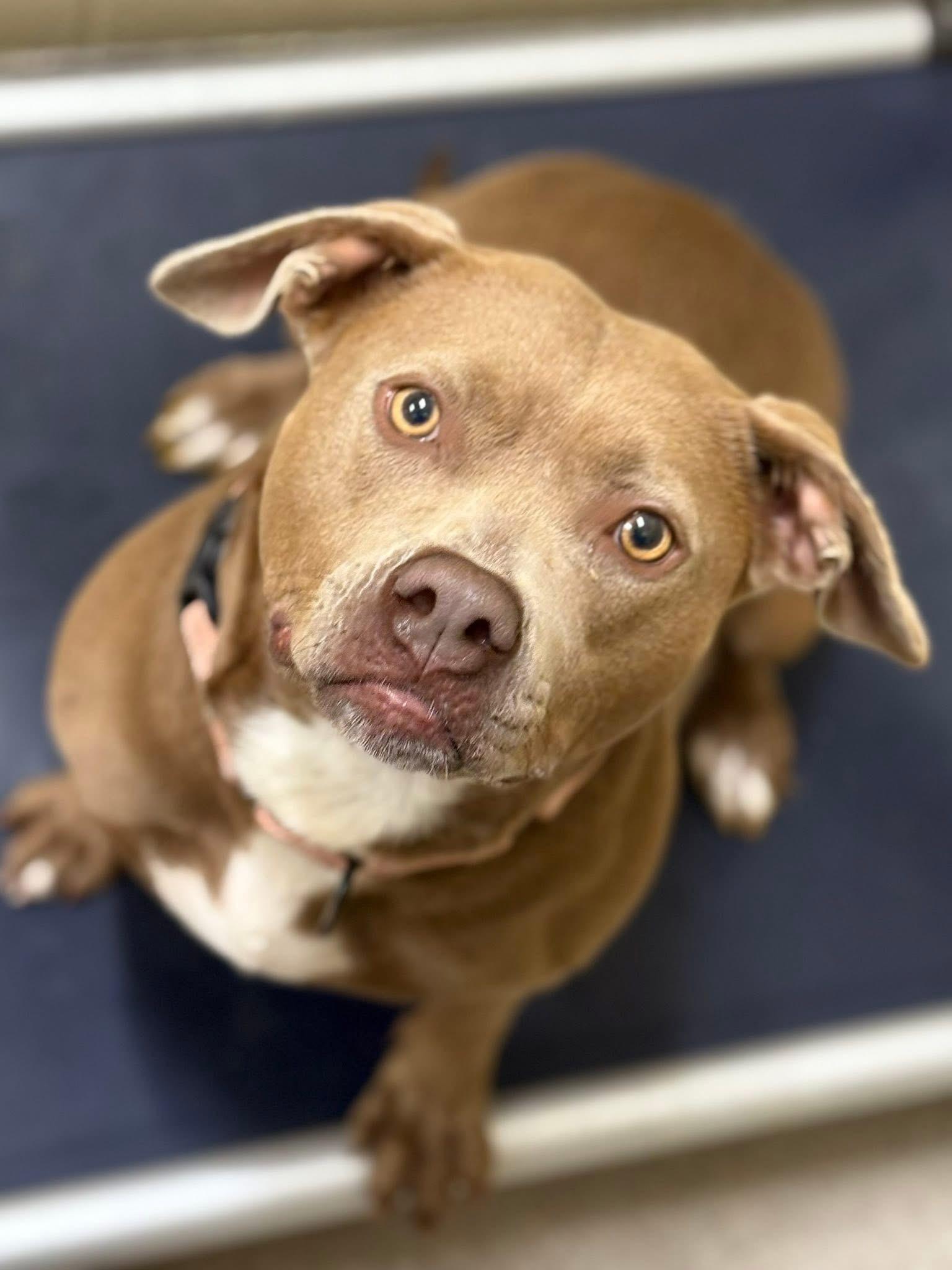 Peach, Adoptable, Adult Female Pit Bull Terrier.