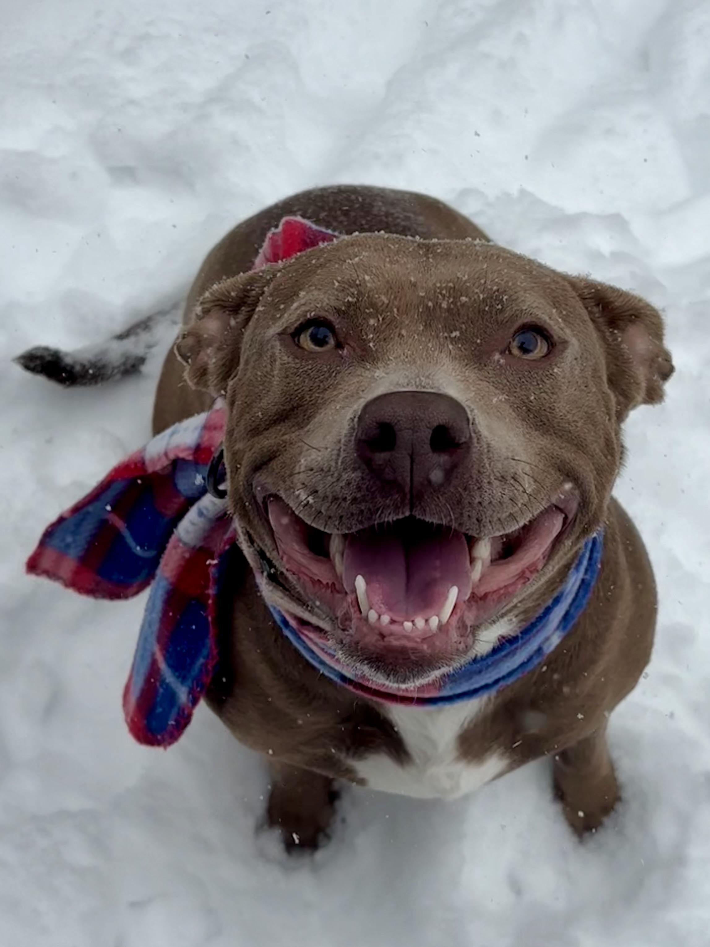 Peach, a Adoptable mixed breed in Youngstown, OH image 2/5