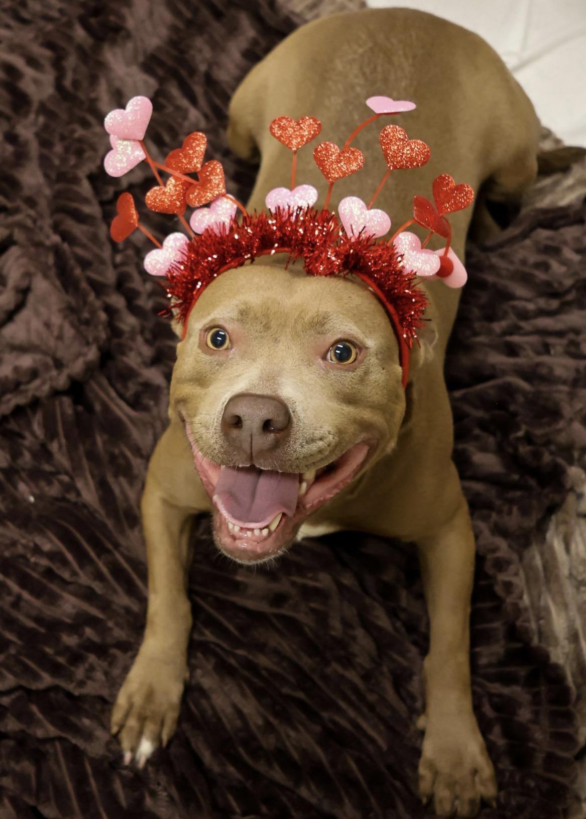 Peach, Adoptable, Adult Female Pit Bull Terrier.