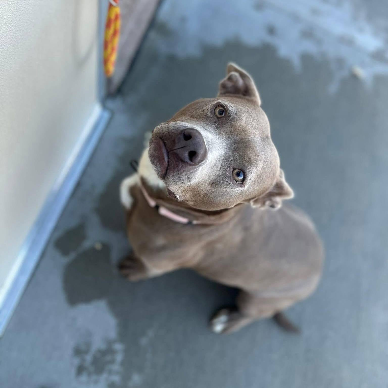 Peach, a Adoptable mixed breed in Youngstown, OH image 5/6