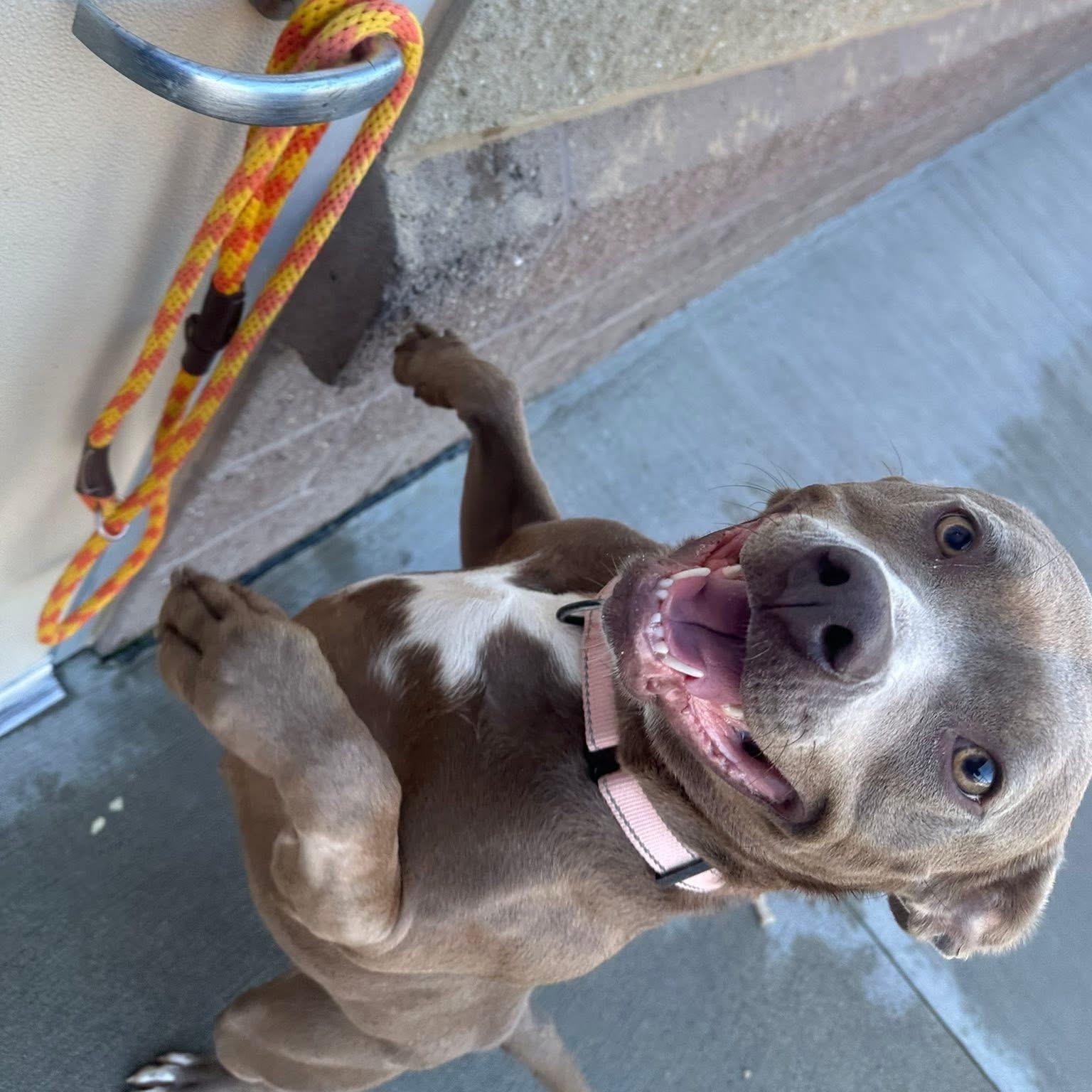 Peach, a Adoptable mixed breed in Youngstown, OH image 6/6