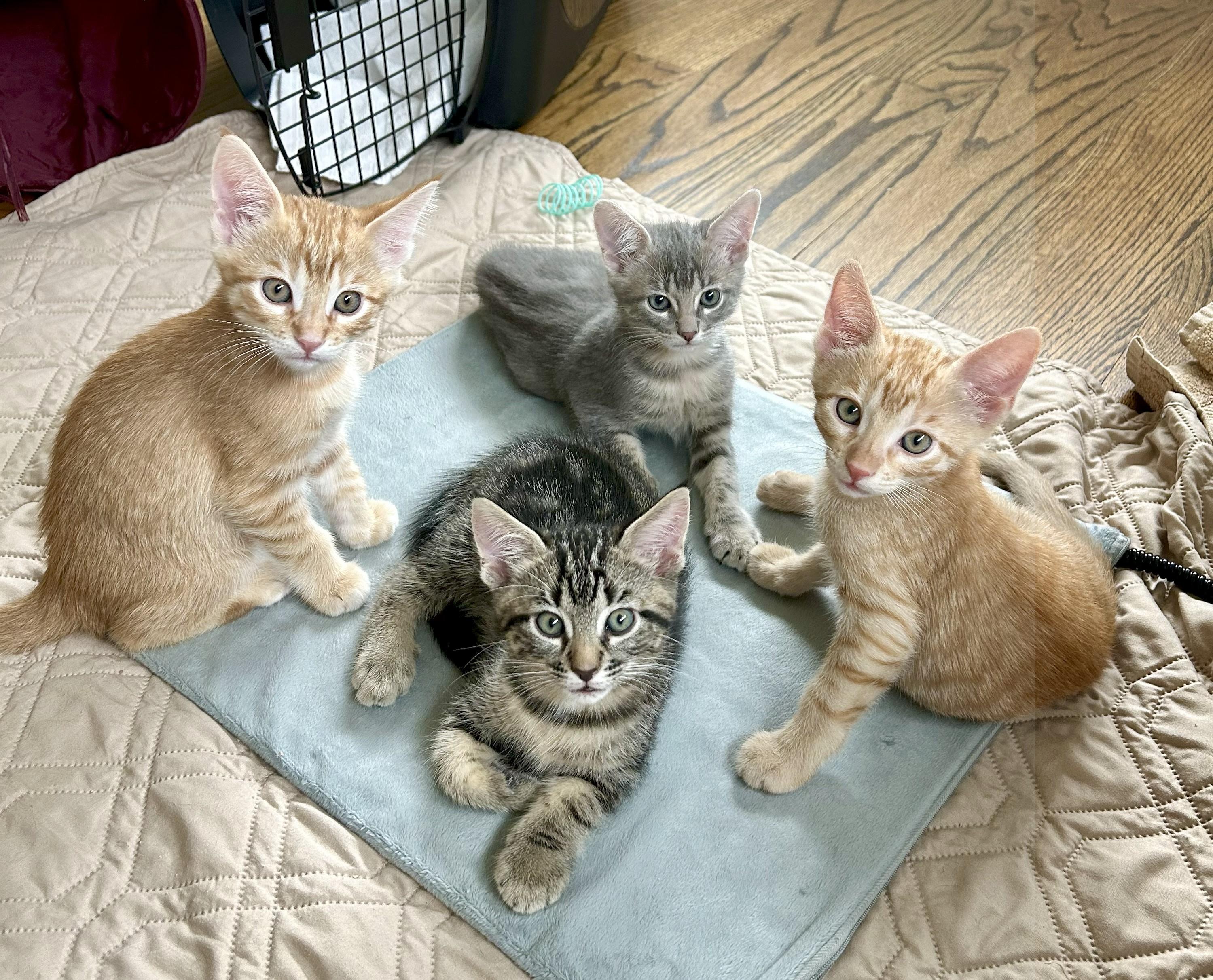 Denali, an adoptable Silver, Tabby in Magnolia, TX, 77355 | Photo Image 6