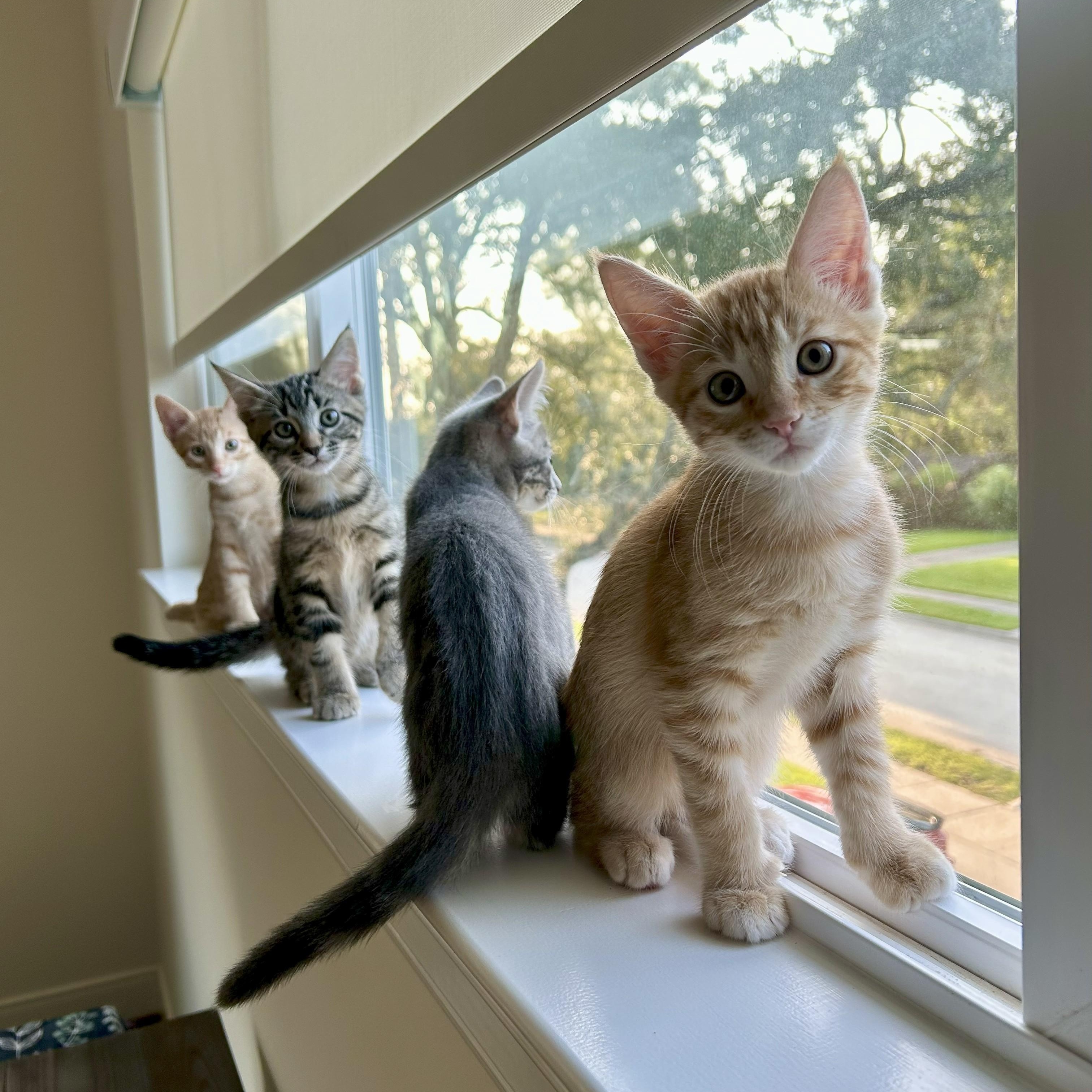 Denali, an adoptable Silver, Tabby in Magnolia, TX, 77355 | Photo Image 5