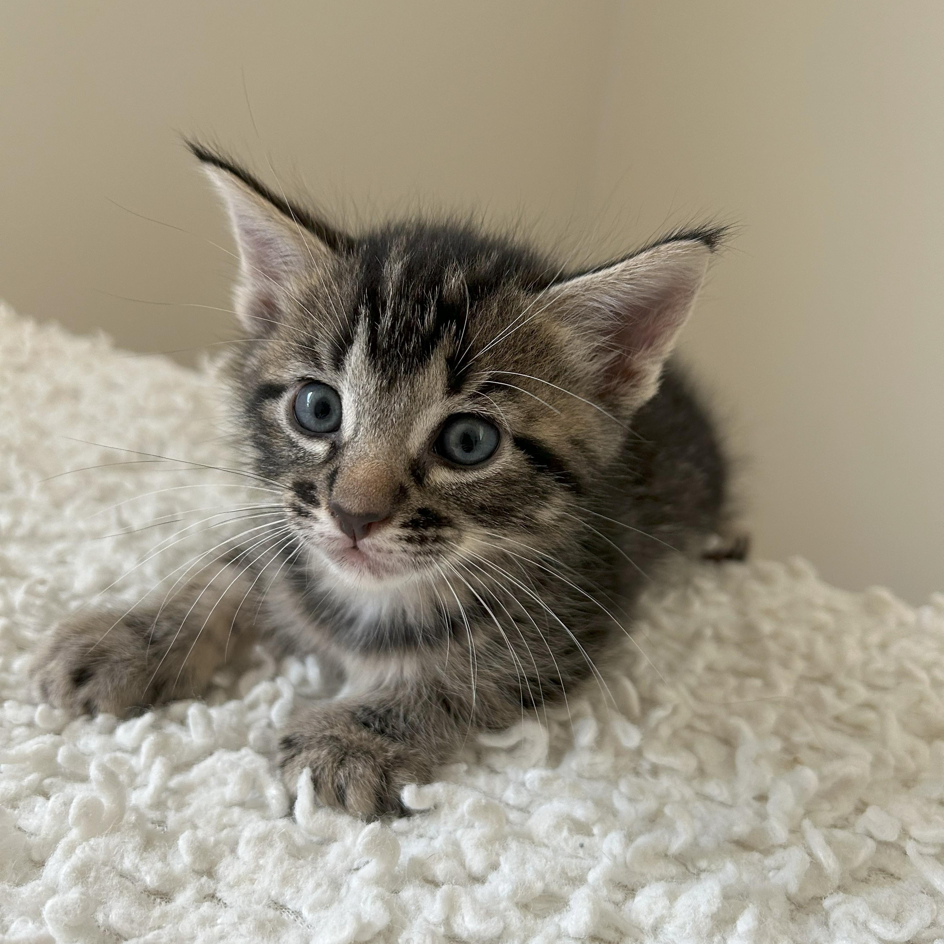 Denali, an adoptable Silver, Tabby in Magnolia, TX, 77355 | Photo Image 2