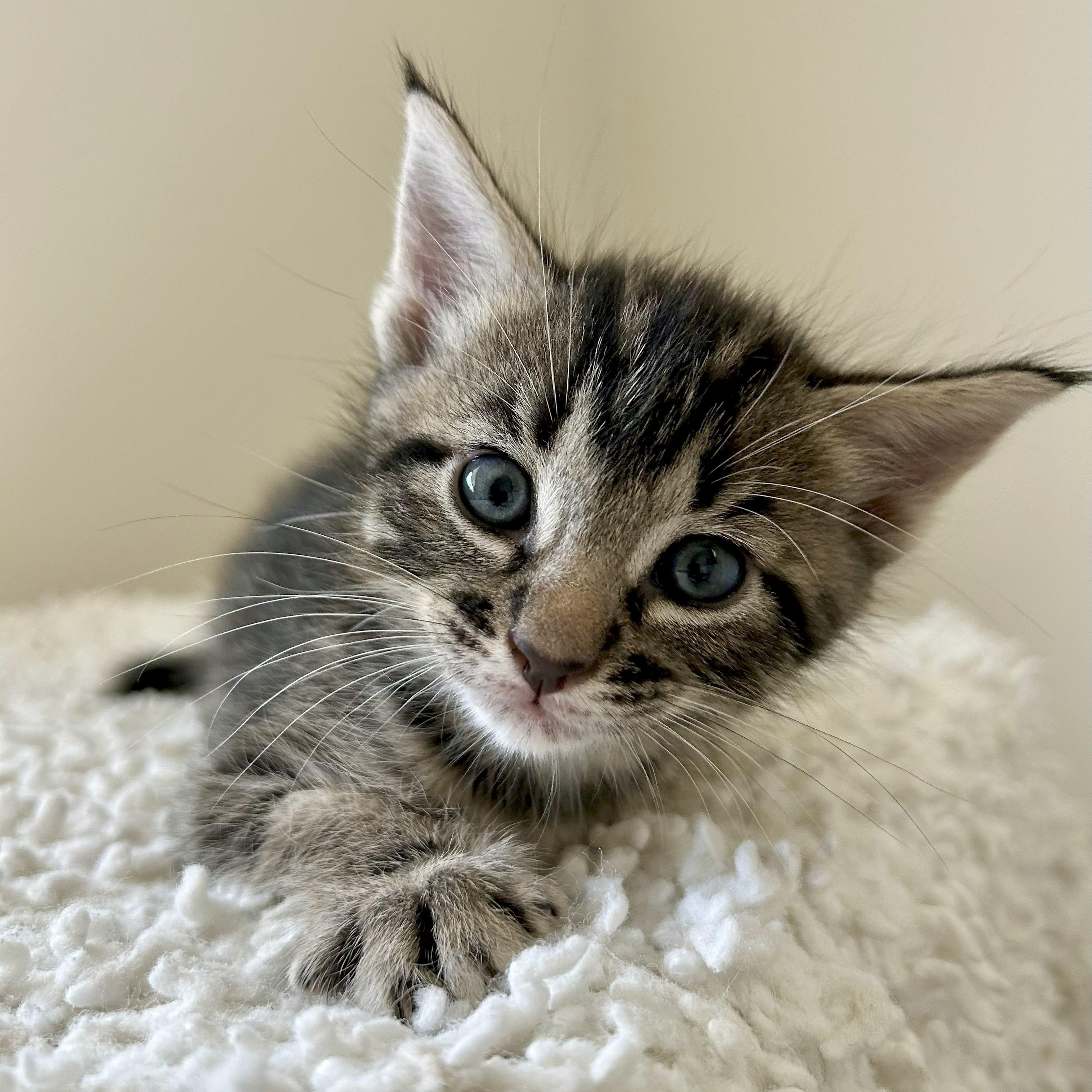 Denali, an adoptable Silver, Tabby in Magnolia, TX, 77355 | Photo Image 3