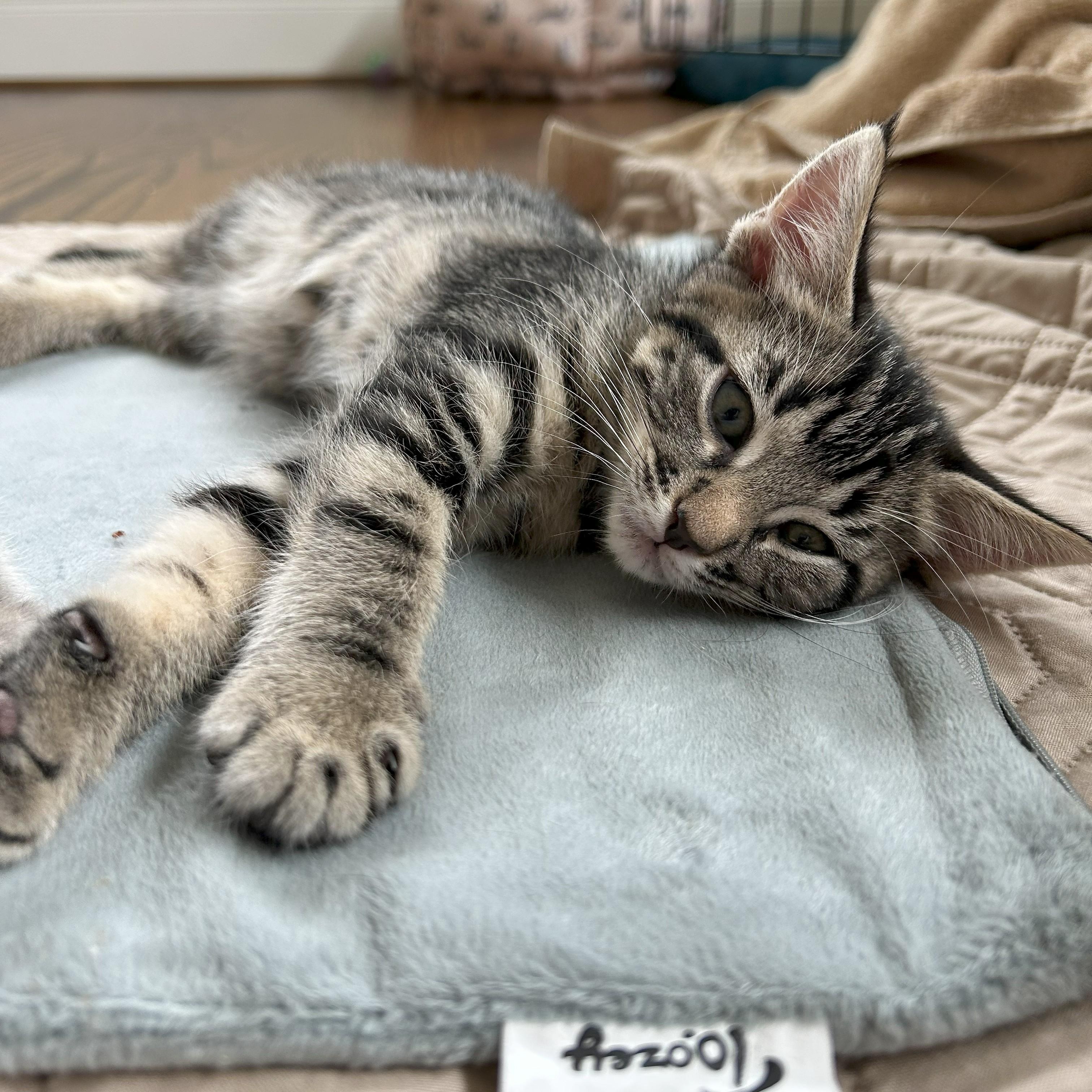 Denali, an adoptable Silver, Tabby in Magnolia, TX, 77355 | Photo Image 4