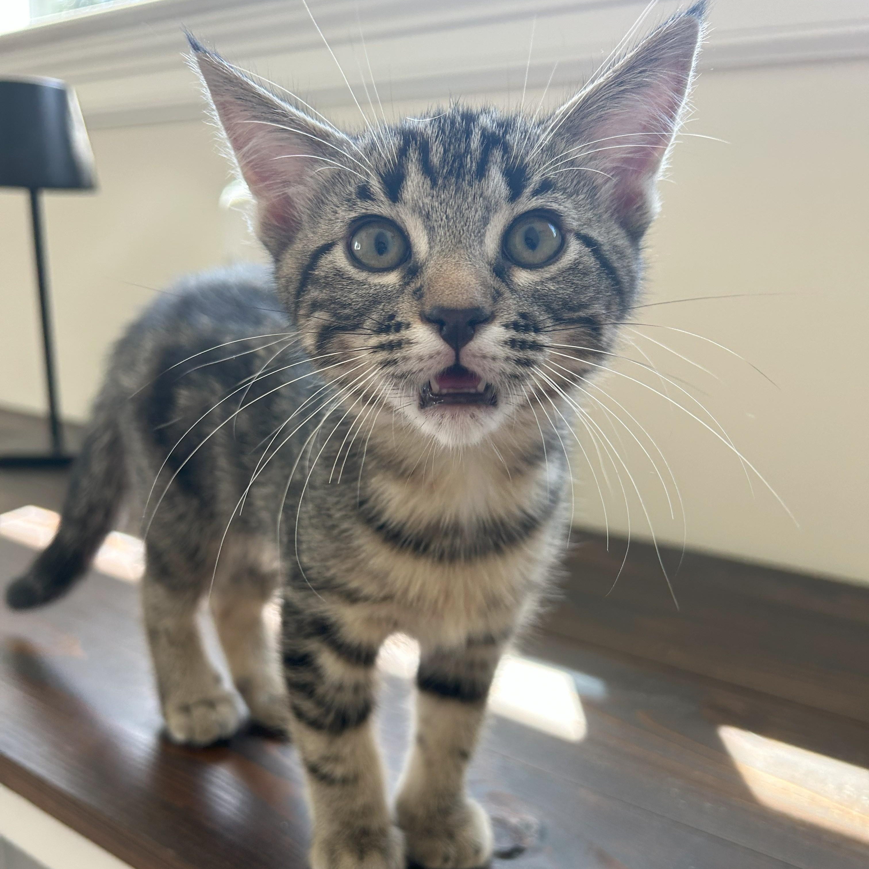 Denali, Adoptable, Young Female Silver & Tabby.