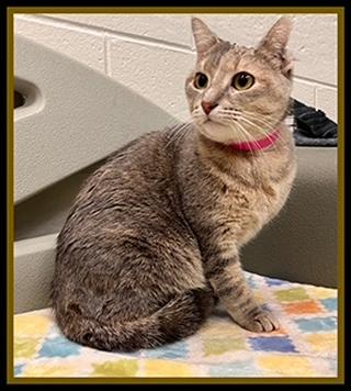 LUCY, Adoptable, Young Female Domestic Short Hair.