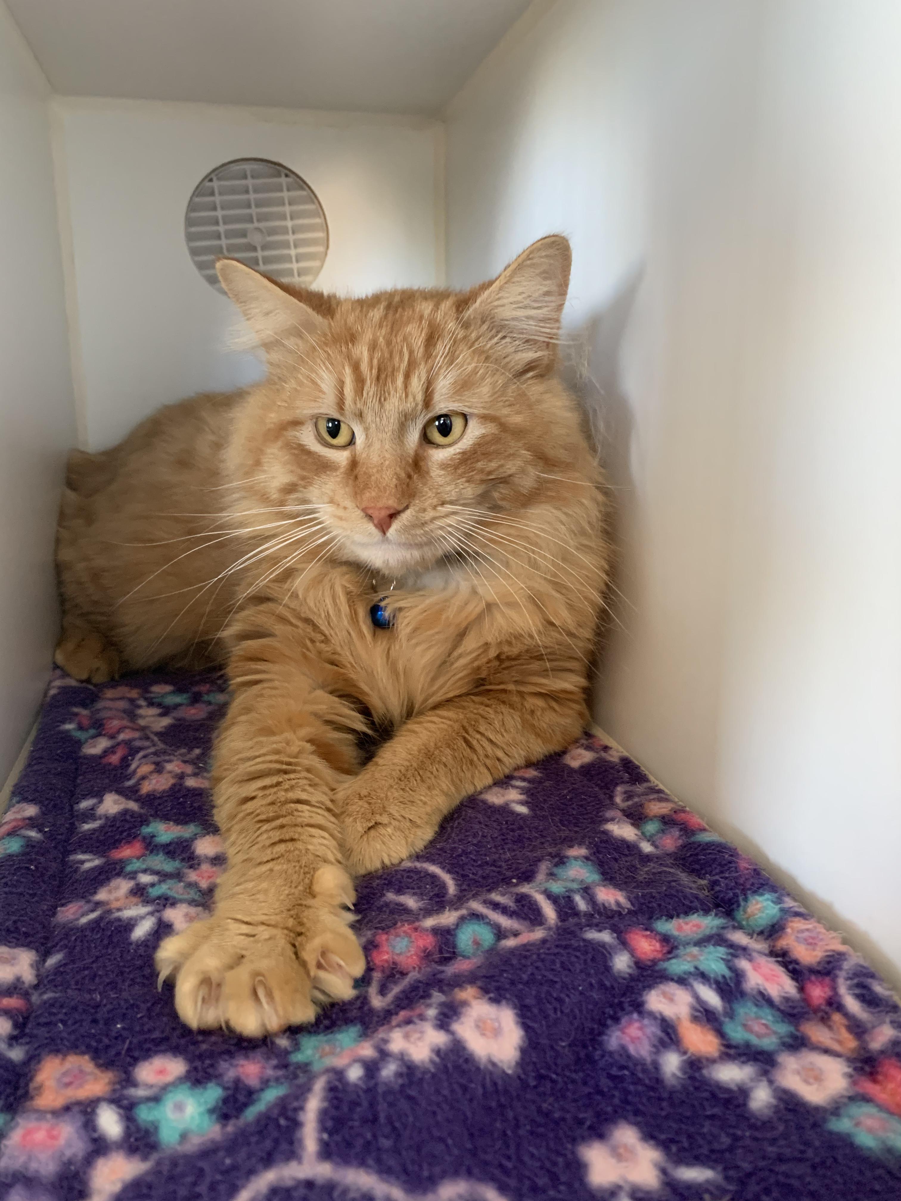 Enlarge Sandy, an adopted Domestic Long Hair in Grass Valley, CA image 4/5