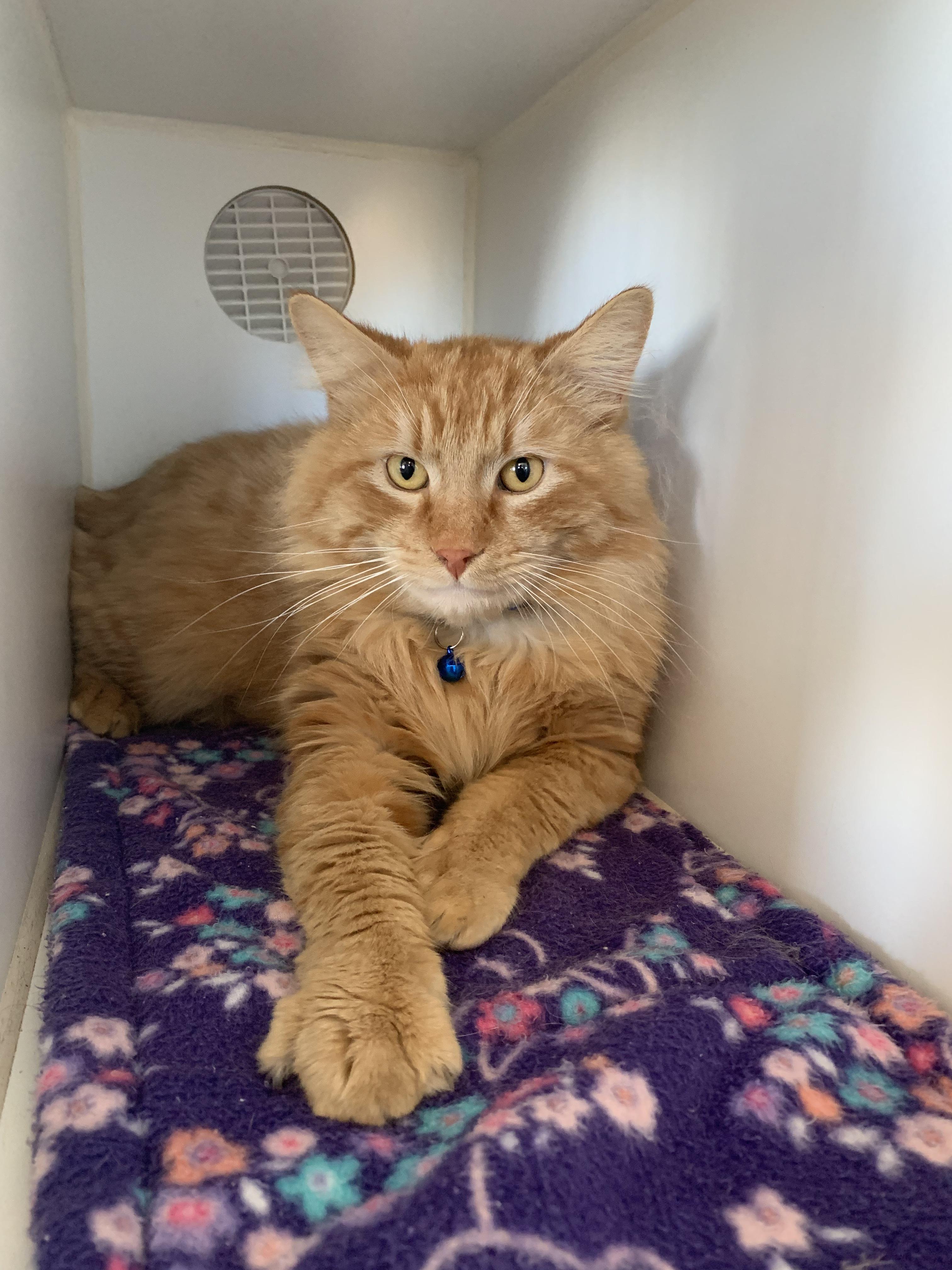 Enlarge Sandy, an adopted Domestic Long Hair in Grass Valley, CA image 1/5