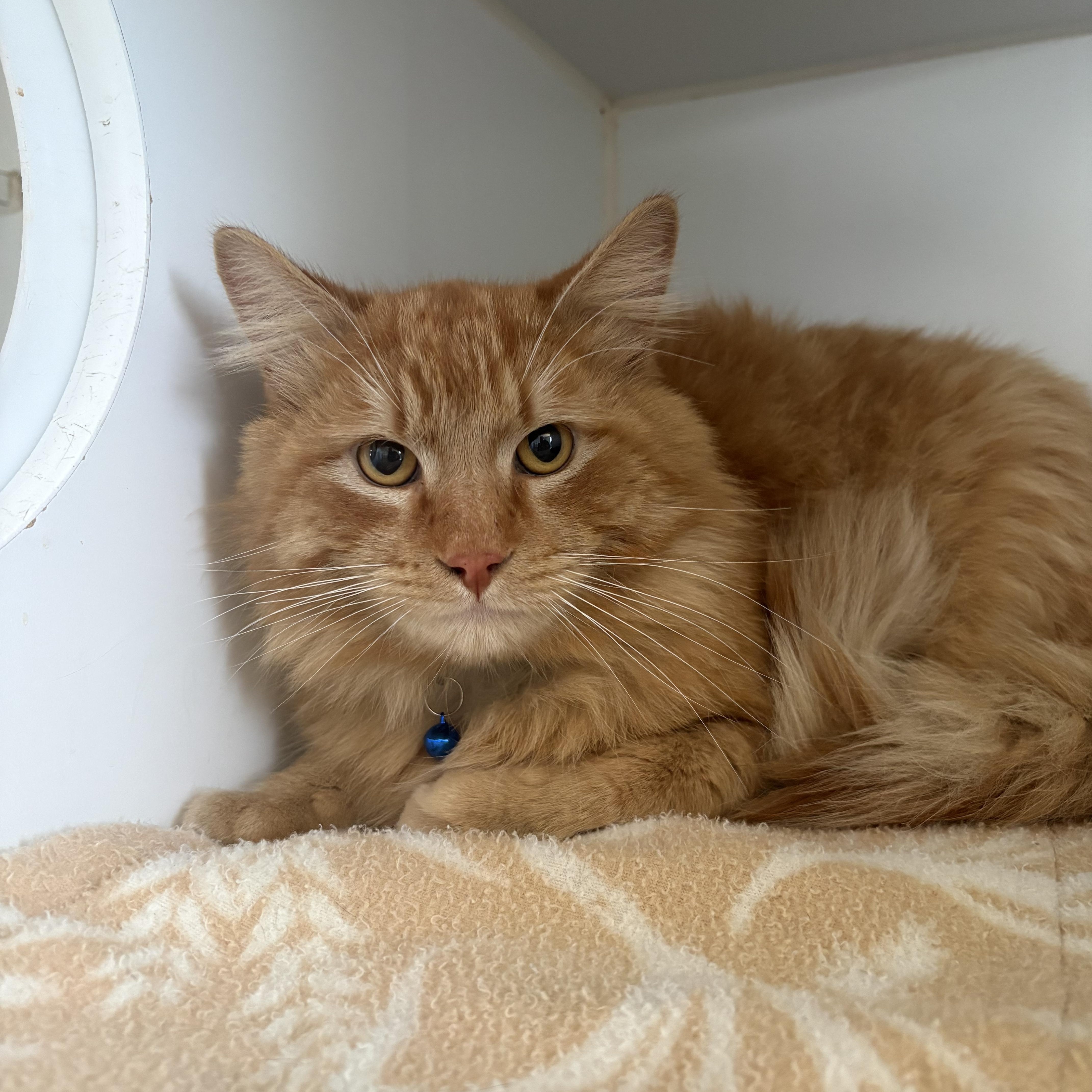 Enlarge Sandy, an adopted Domestic Long Hair in Grass Valley, CA image 2/5