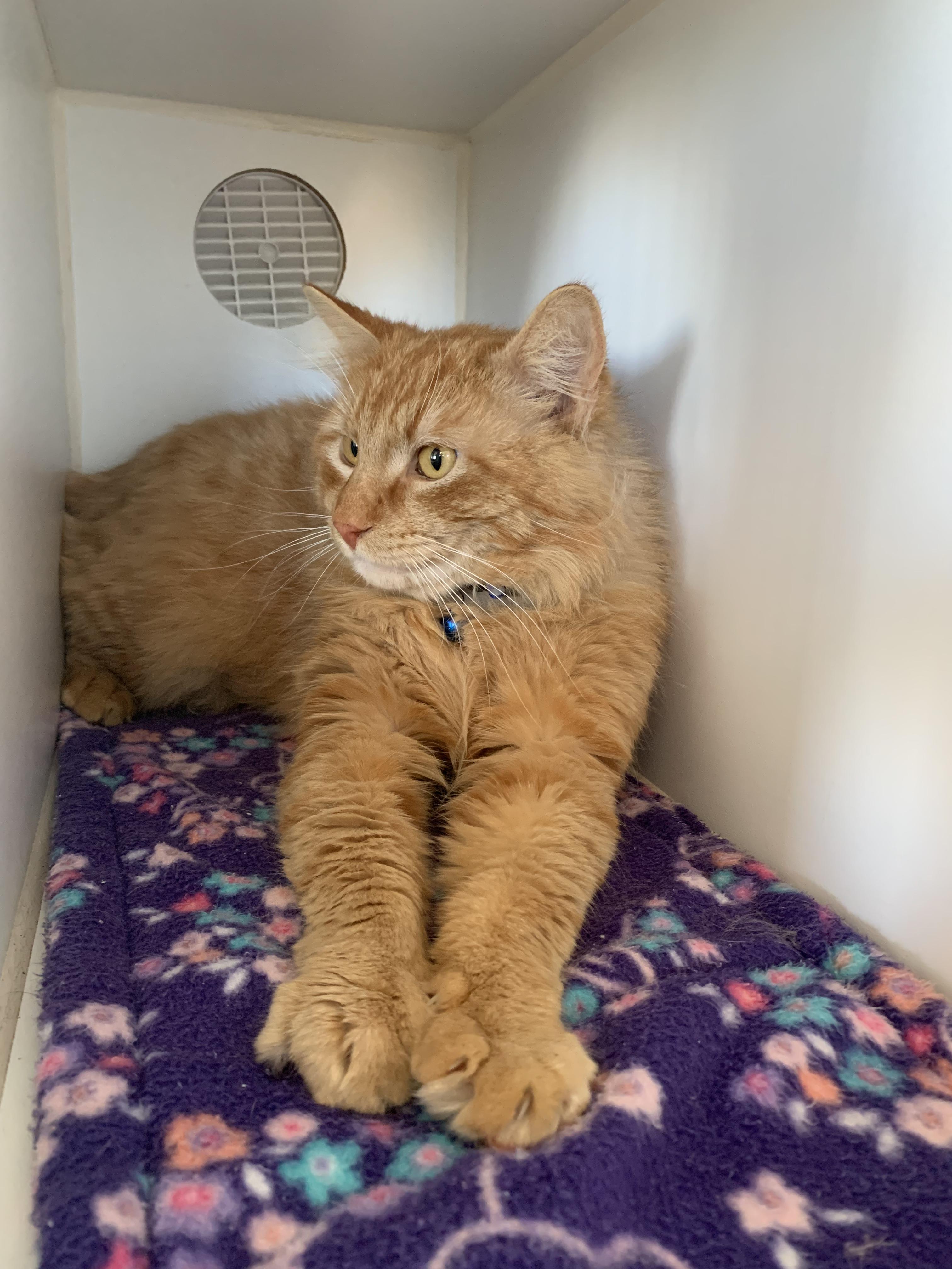 Enlarge Sandy, an adopted Domestic Long Hair in Grass Valley, CA image 5/5