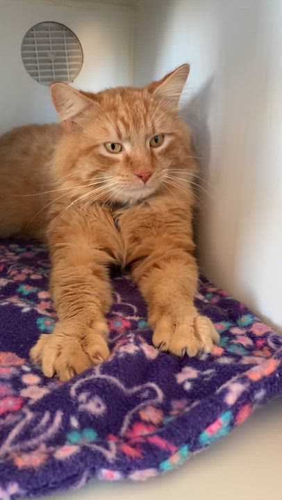 Enlarge Sandy, an adopted Domestic Long Hair in Grass Valley, CA video 3/5