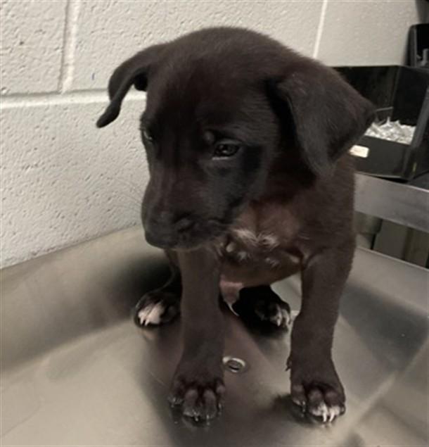 COOKIE, Adoptable, Young Male Labrador Retriever & Mixed Breed.