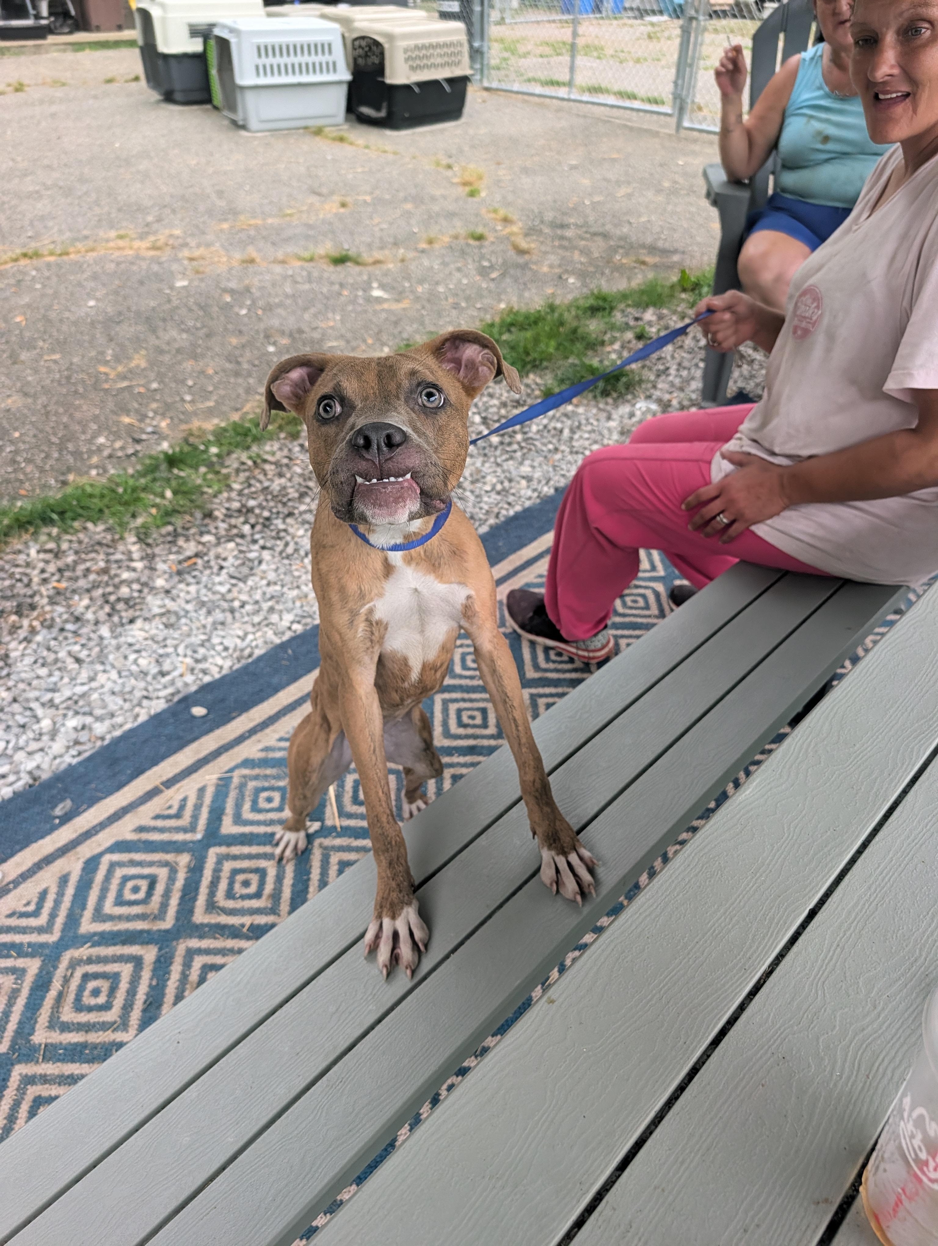 Gypsy, Adoptable, Young Female Mixed Breed.
