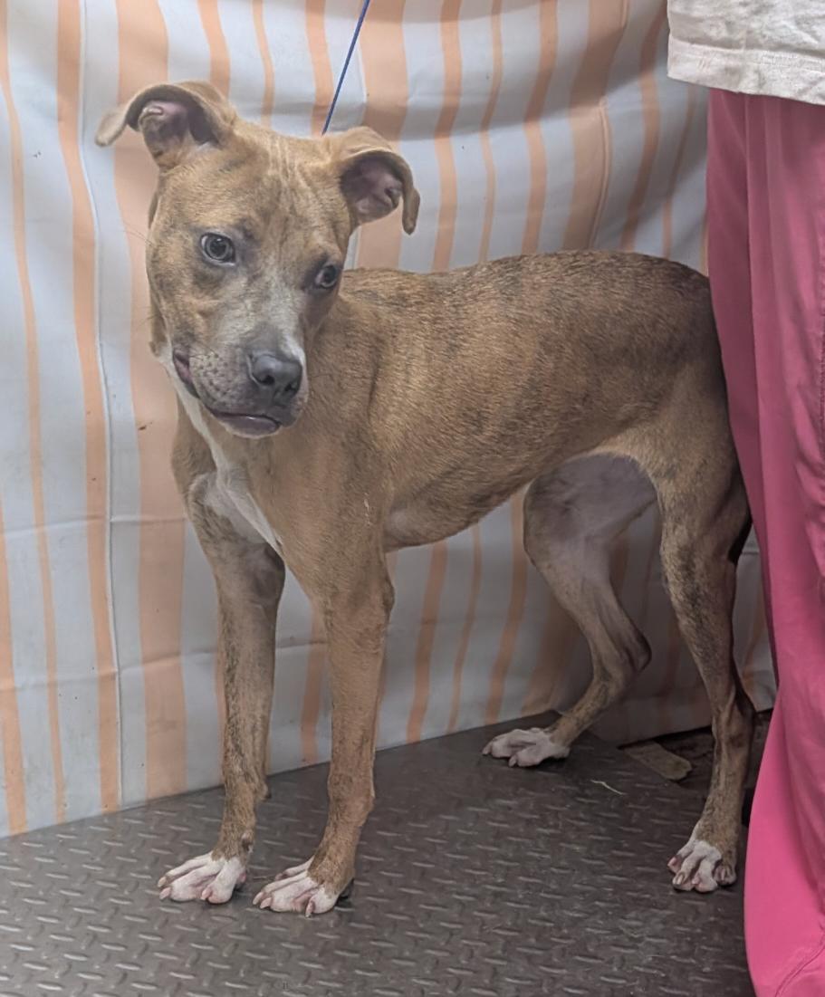 Enlarge Gypsy, a Adoptable Mixed Breed in Hazard, KY image 2/2
