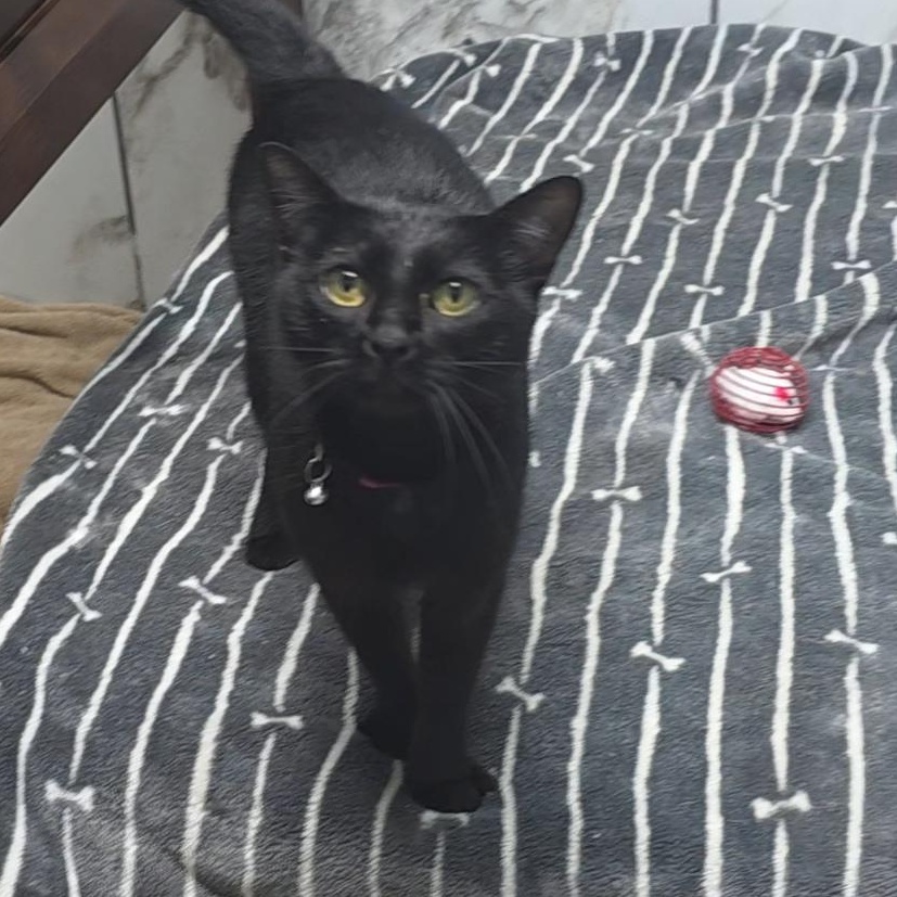 Enlarge Kathy , a Adoptable Domestic Short Hair in Canton, MA image 5/5