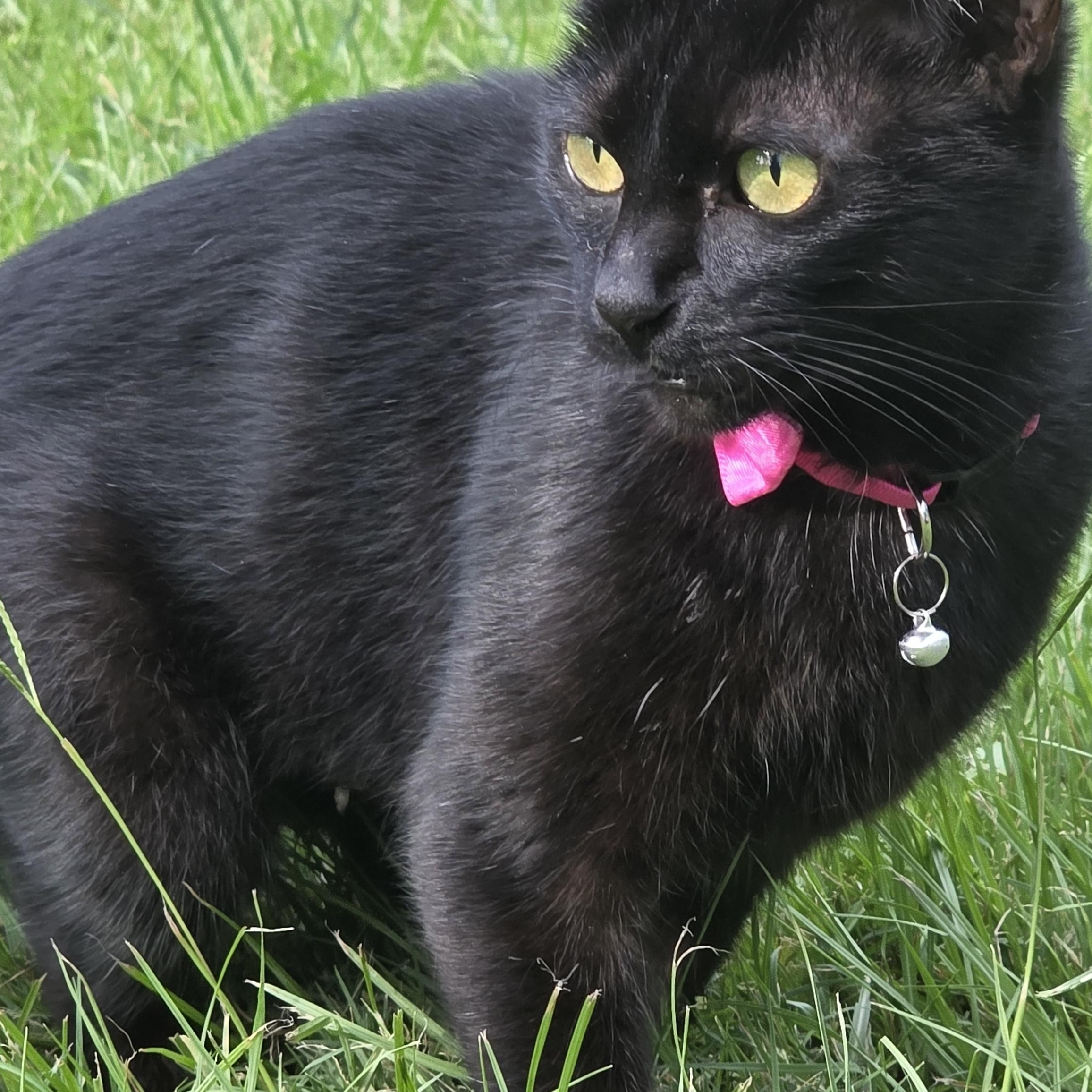 Enlarge Kathy , a Adoptable Domestic Short Hair in Canton, MA image 4/5