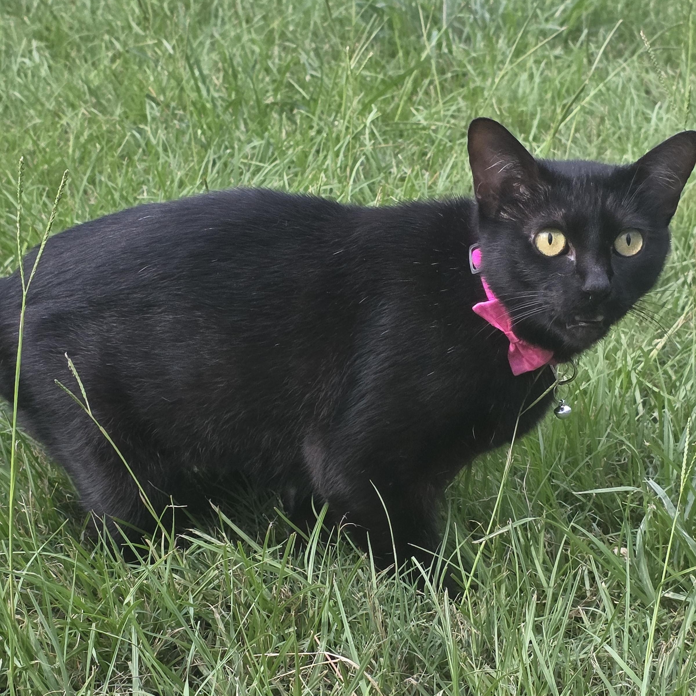 Enlarge Kathy , a Adoptable Domestic Short Hair in Canton, MA image 2/5