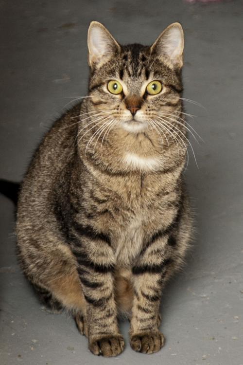 Derek, Adopted, Adult Male Domestic Short Hair & Tabby.