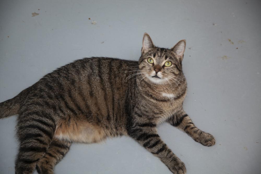 Enlarge Derek, a Adopted mixed breed in Westfield, WI image 2/4