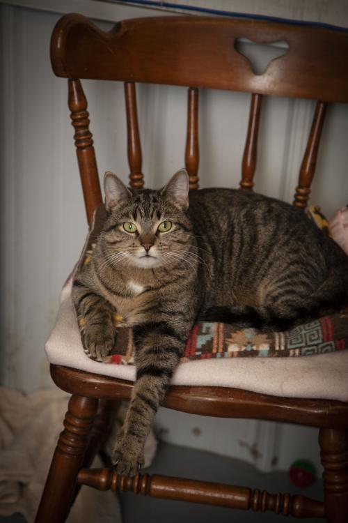 Enlarge Derek, a Adopted mixed breed in Westfield, WI image 3/4