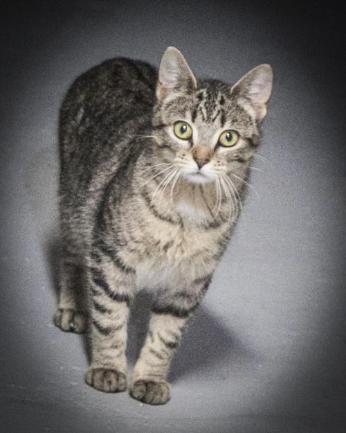 Enlarge Derek, a Adopted mixed breed in Westfield, WI image 4/4