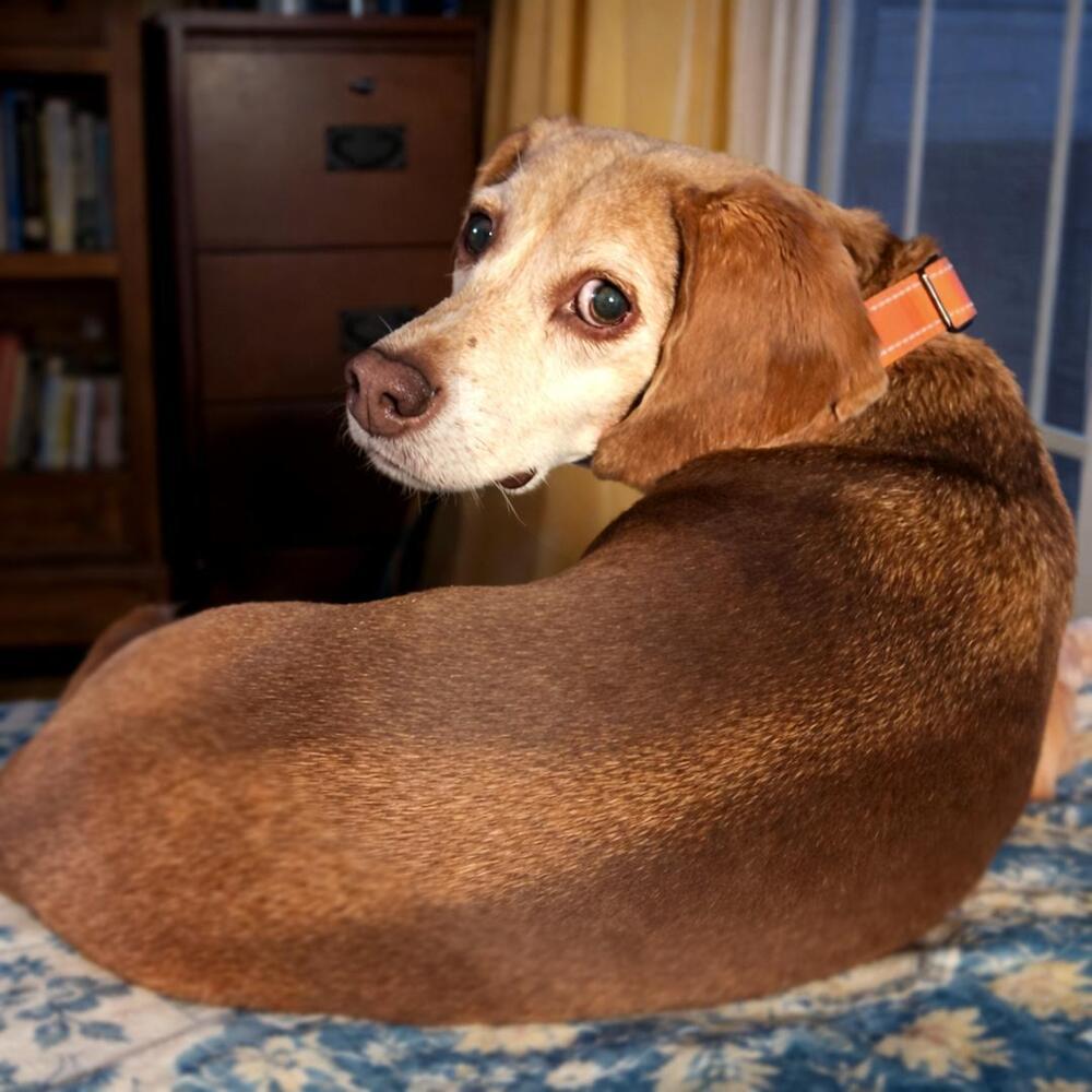 Tucker - Fostered in SE Nebraska, a Adoptable Beagle in Shawnee Mission, KS image 1/5