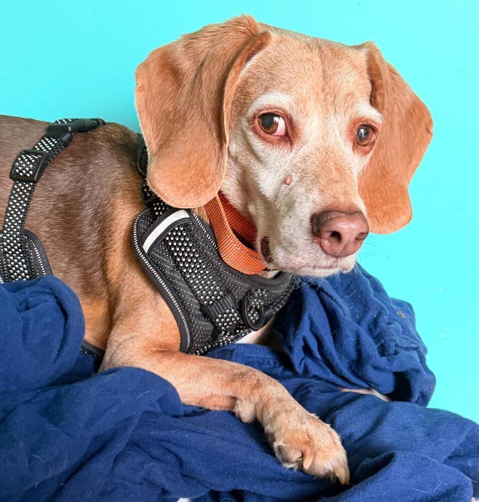 Tucker - Fostered in SE Nebraska, a Adoptable Beagle in Shawnee Mission, KS image 2/5