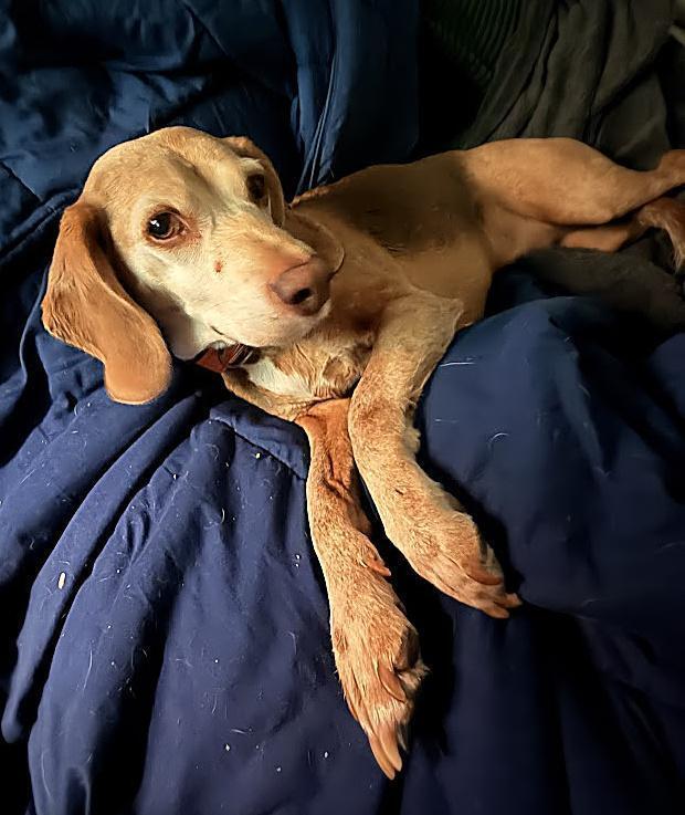 Tucker - Fostered in SE Nebraska, a Adoptable Beagle in Shawnee Mission, KS image 3/5