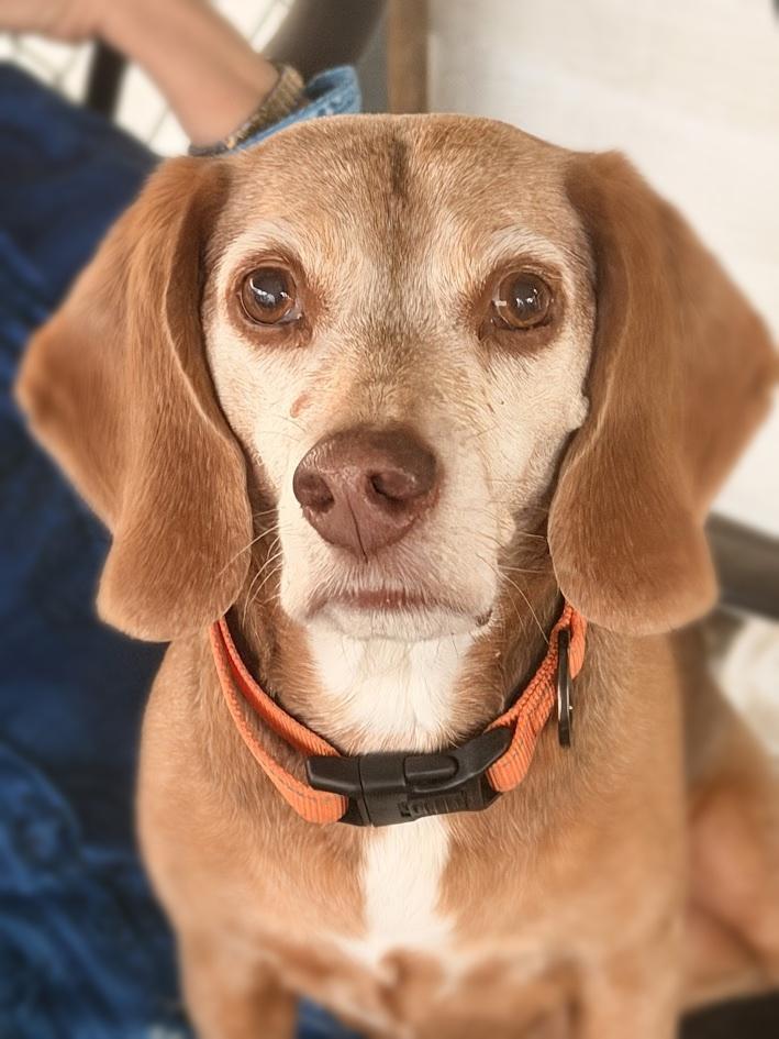 Tucker - Fostered in SE Nebraska, a Adoptable Beagle in Shawnee Mission, KS image 4/5