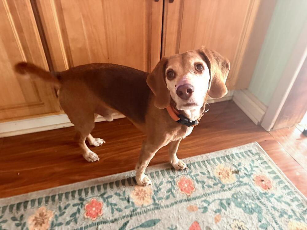 Tucker - Fostered in SE Nebraska, a Adoptable Beagle in Shawnee Mission, KS image 5/5