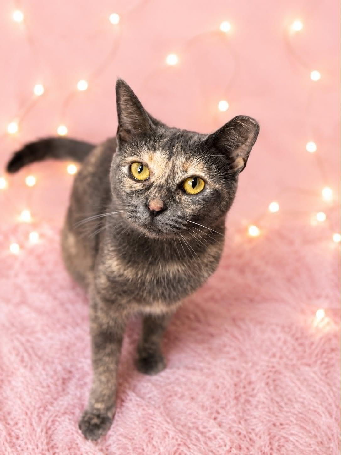 Enlarge Merge, a Adoptable Domestic Short Hair in Rixeyville, VA image 1/2