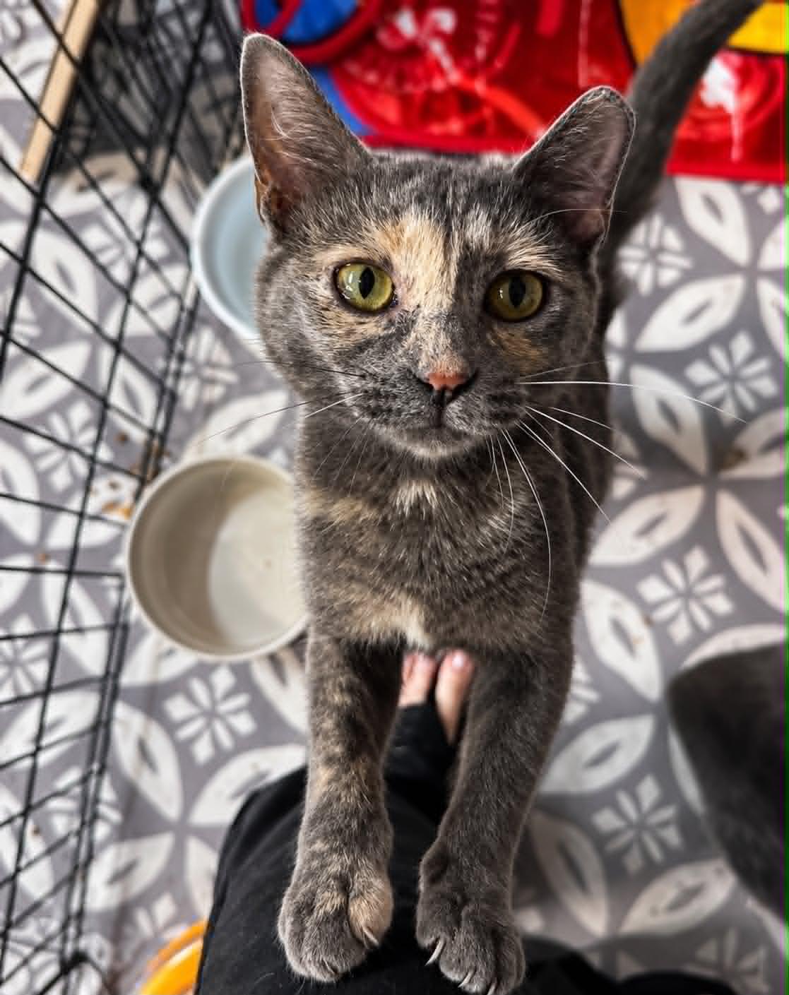 Enlarge Merge, a Adoptable Domestic Short Hair in Rixeyville, VA image 2/2
