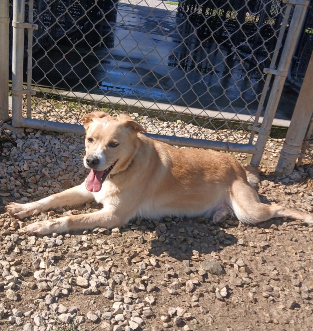Enlarge Winter, a Adoptable mixed breed in Point Pleasant, WV image 2/2