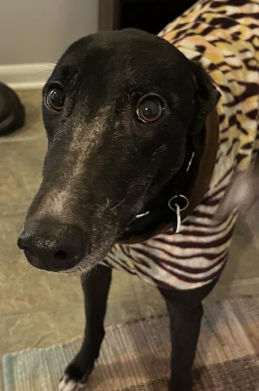 Giddy, ADOPTABLE, Adult Female Greyhound.