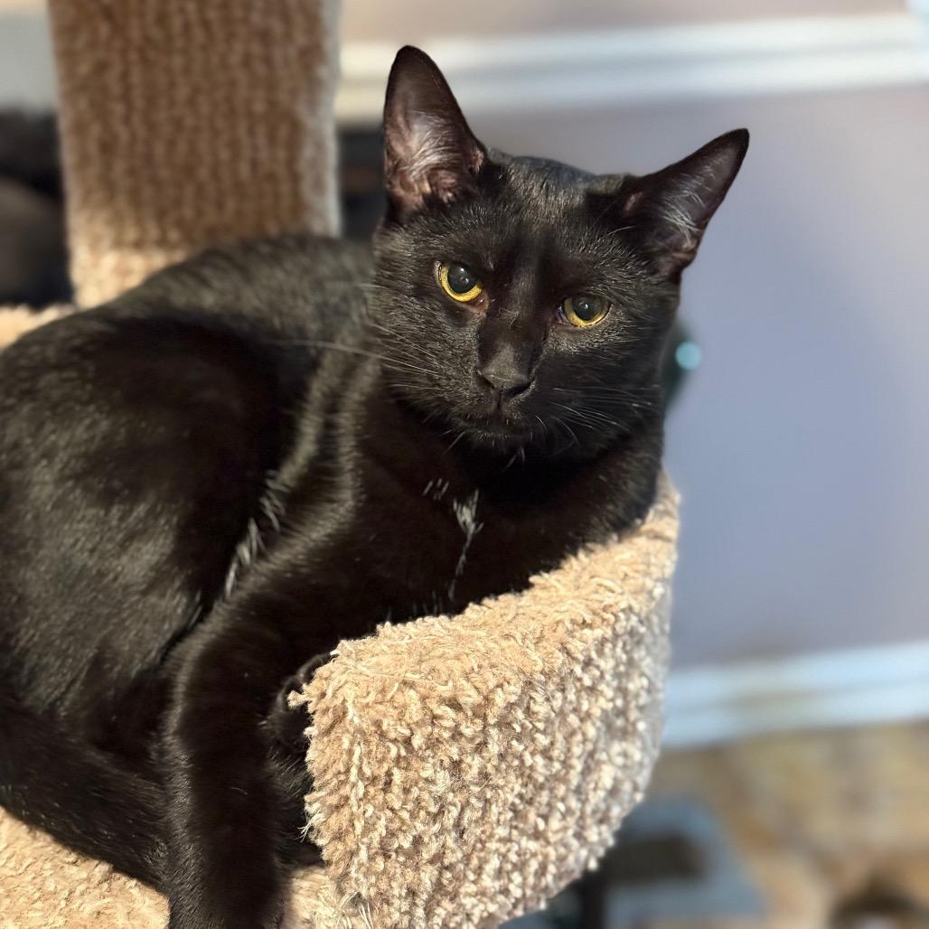 Rebel, a Adoptable Domestic Short Hair in Tuscaloosa, AL image 2/2