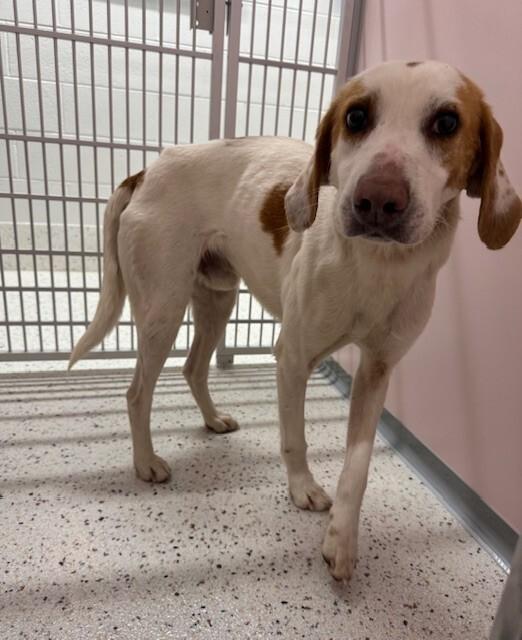 Benjamin, Adoptable, Adult Male Hound.