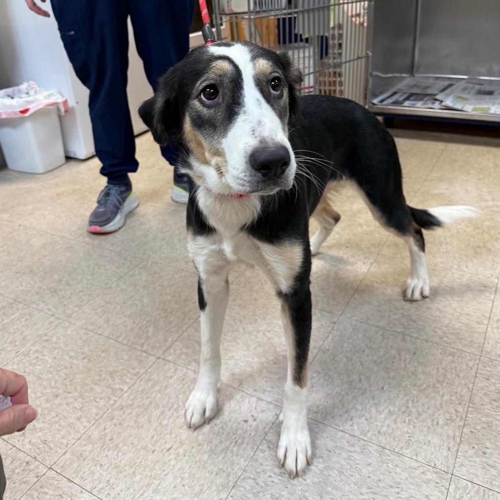 Enlarge Domino, a Adoptable mixed breed in Little Rock, AR image 2/4
