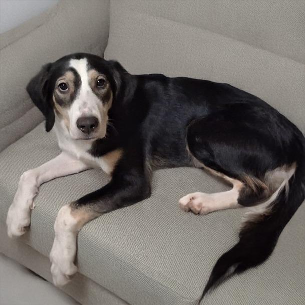 Enlarge Domino, a Adoptable mixed breed in Little Rock, AR image 2/4