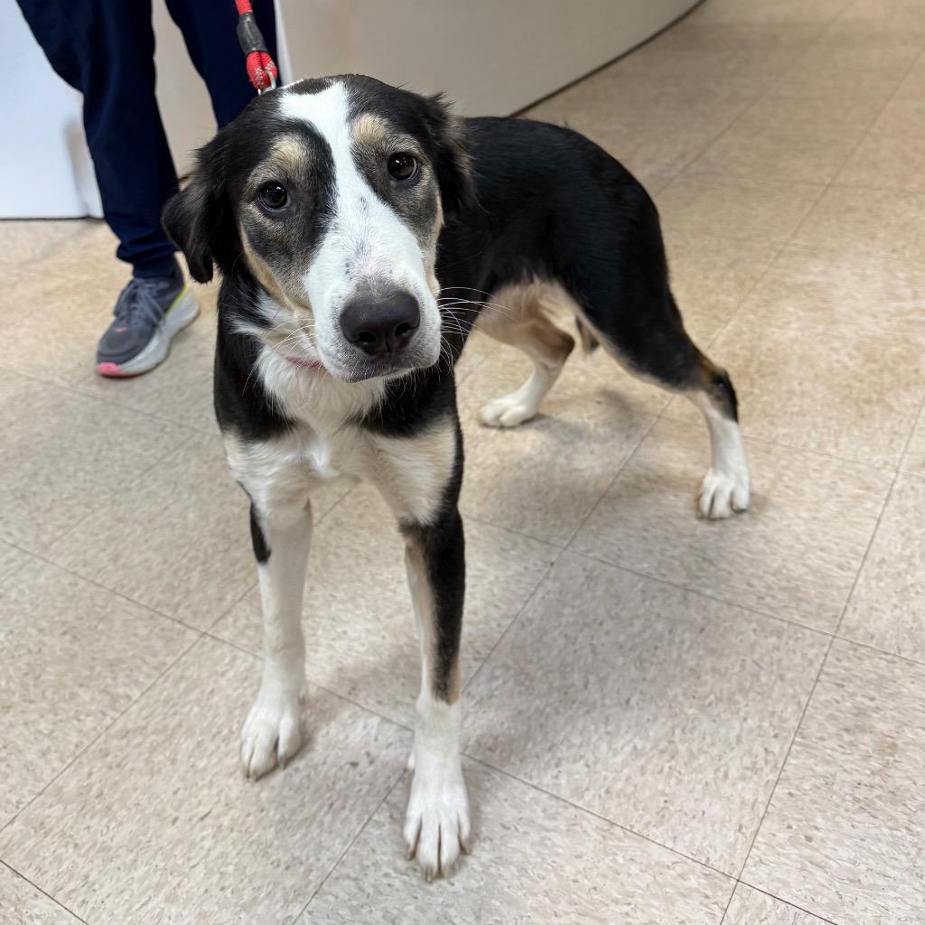 Enlarge Domino, a Adoptable mixed breed in Little Rock, AR image 4/4