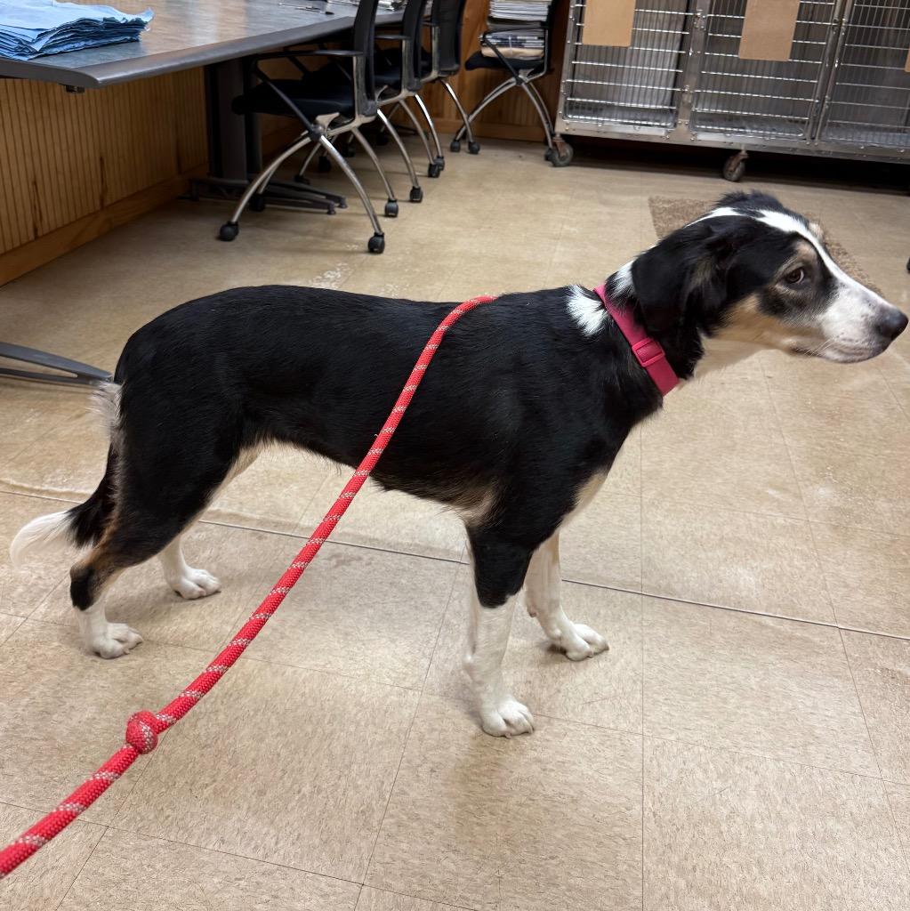 Enlarge Domino, a Adoptable mixed breed in Little Rock, AR image 4/4