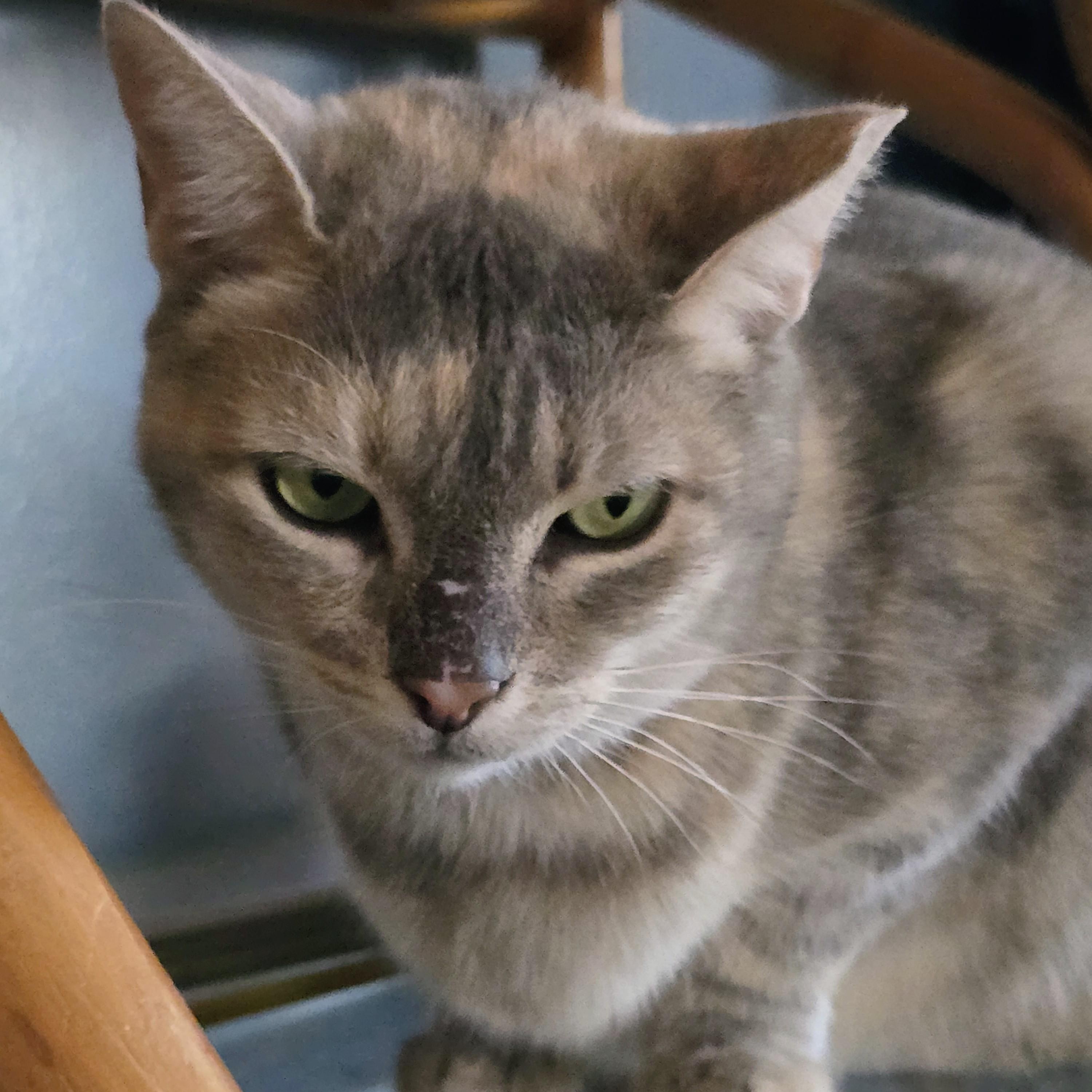 Mystique, an adopted Domestic Short Hair in New Port Richey, FL image 1/5