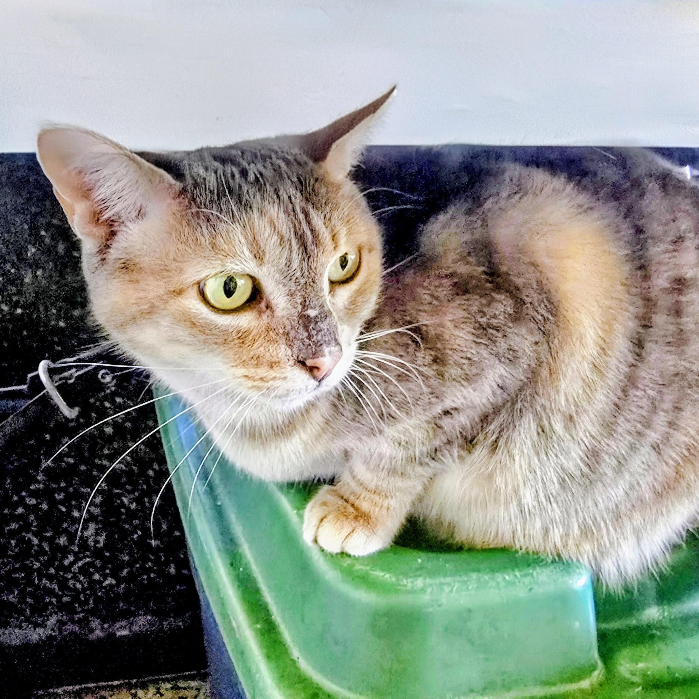 Mystique, an adopted Domestic Short Hair in New Port Richey, FL image 3/5