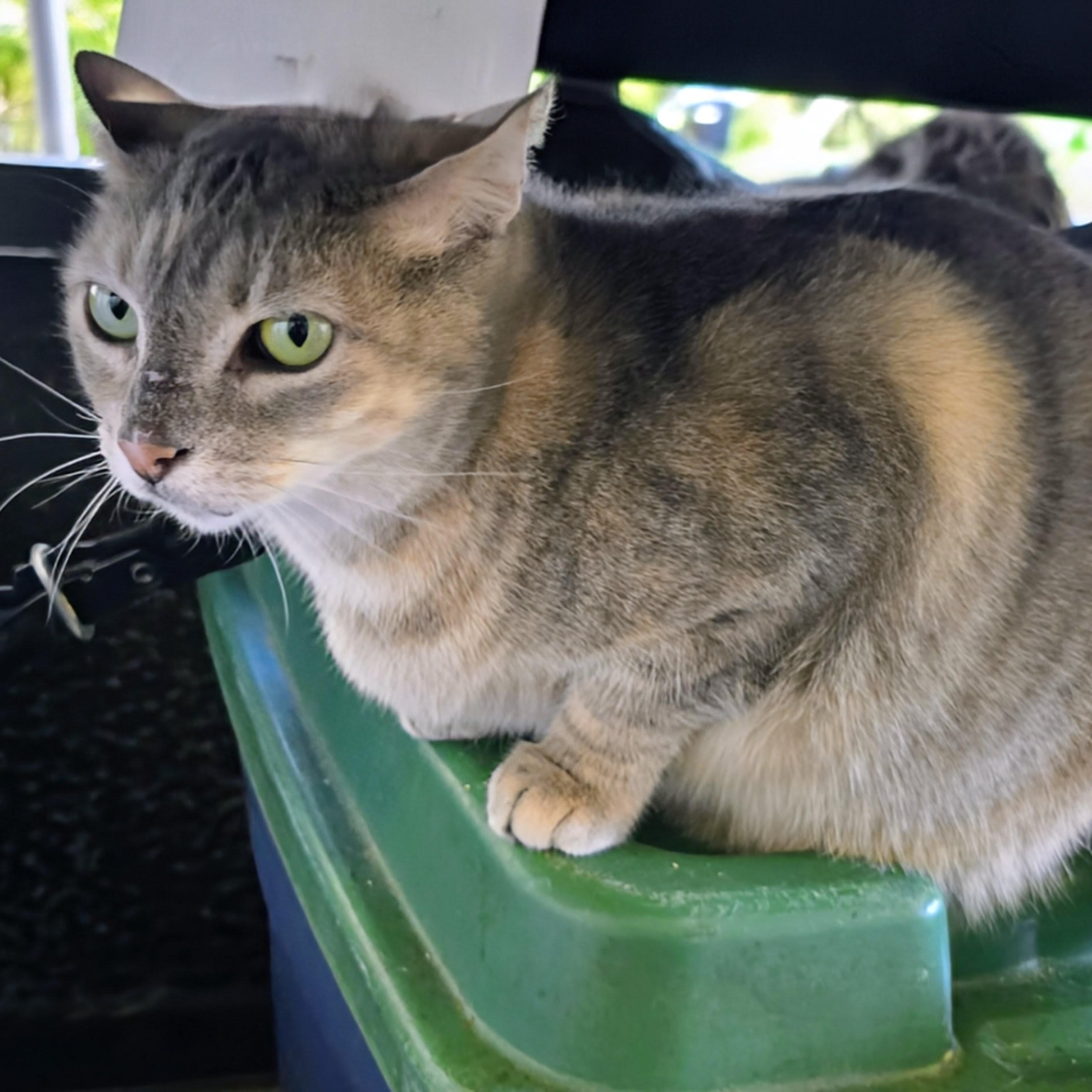 Mystique, an adopted Domestic Short Hair in New Port Richey, FL image 4/5