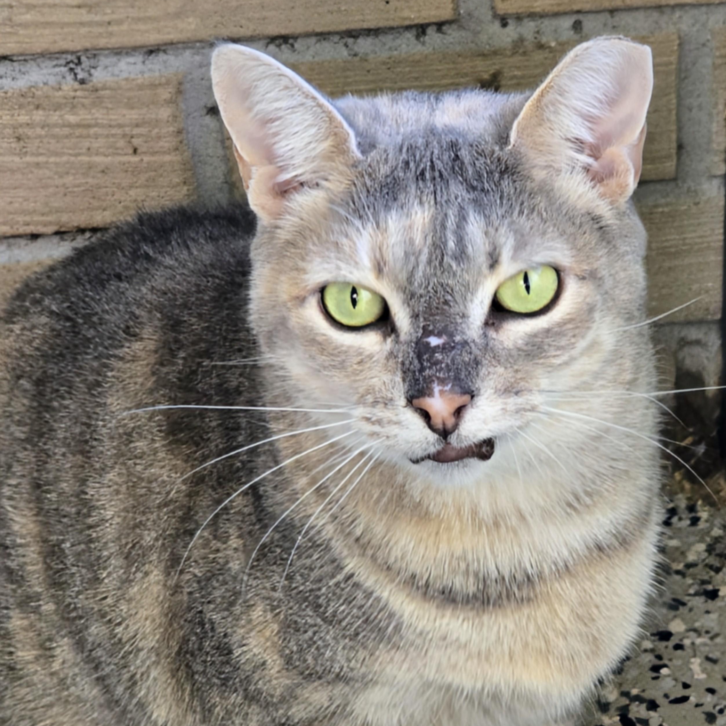 Mystique, an adopted Domestic Short Hair in New Port Richey, FL image 5/5