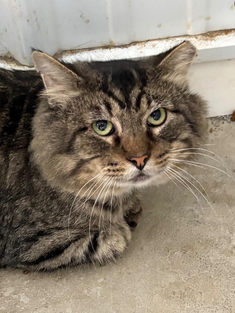 Parakeet, Adoptable, Adult Male Domestic Medium Hair.