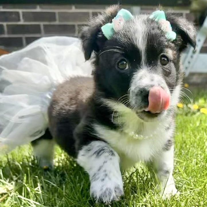 Enlarge Indie, an adopted mixed breed in Toledo, OH image 1/2