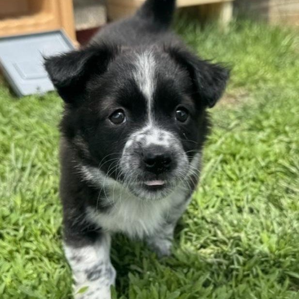 Enlarge Indie, an adopted mixed breed in Toledo, OH image 2/2