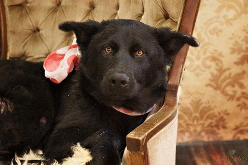 Cooter, Adopted, Young Male Labrador Retriever & Shepherd.